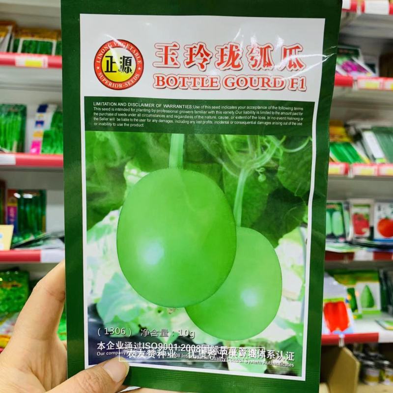 正源玉玲珑瓠瓜种子椭圆形瓠子瓜种子油绿有光泽