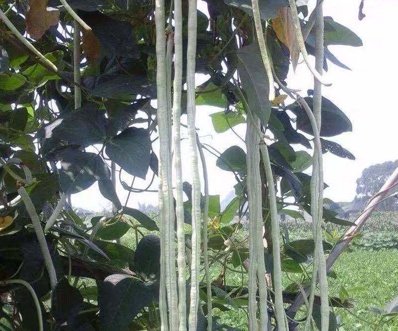 冠天下长白龙豇豆种子春夏秋四季长豆角种籽菜豆早熟高产豇豆