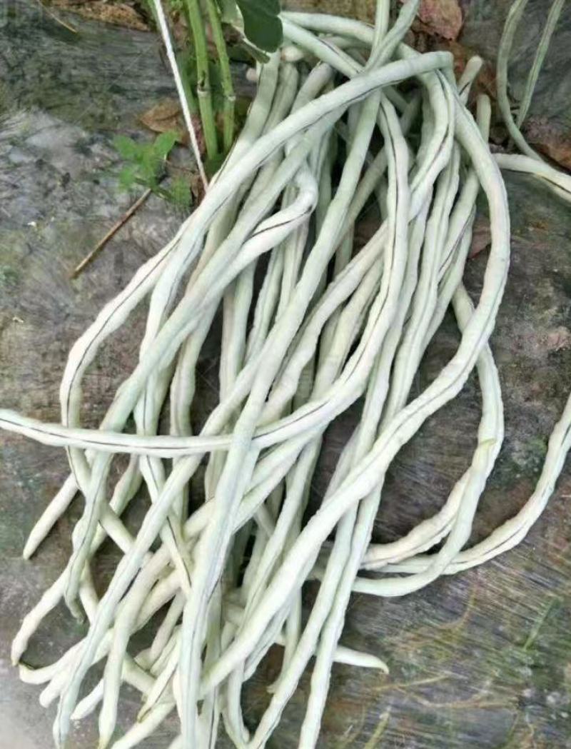 冠天下长白龙豇豆种子春夏秋四季长豆角种籽菜豆早熟高产豇豆