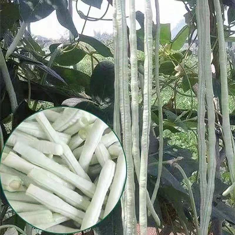 冠天下长白龙豇豆种子春夏秋四季长豆角种籽菜豆早熟高产豇豆