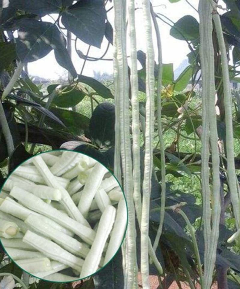 冠天下长白龙豇豆种子春夏秋四季长豆角种籽菜豆早熟高产豇豆