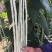 冠天下长白龙豇豆种子春夏秋四季长豆角种籽菜豆早熟高产豇豆