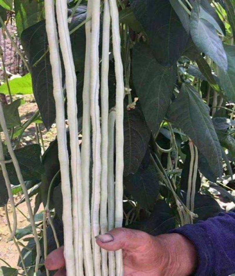冠天下长白龙豇豆种子春夏秋四季长豆角种籽菜豆早熟高产豇豆