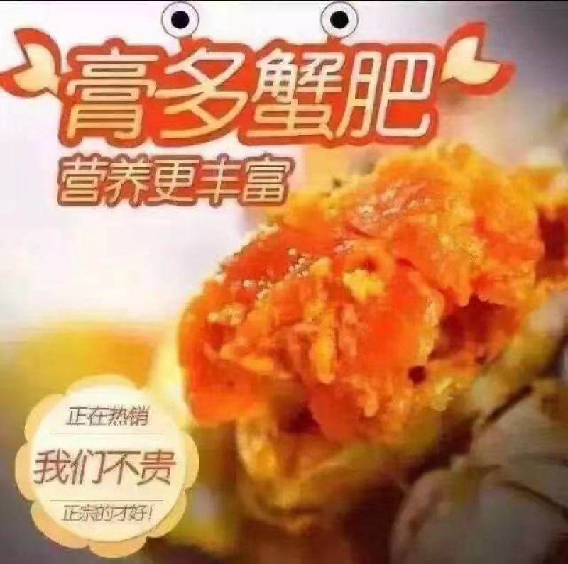 大公蟹-45公5公洪湖大闸蟹批发红膏河蟹毛蟹鲜活基地直供
