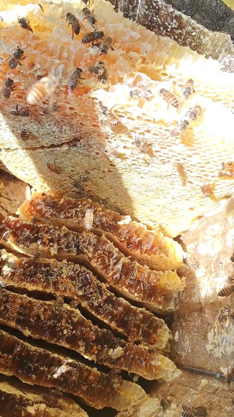 神农架高海拔一年只割一次的百花蜜