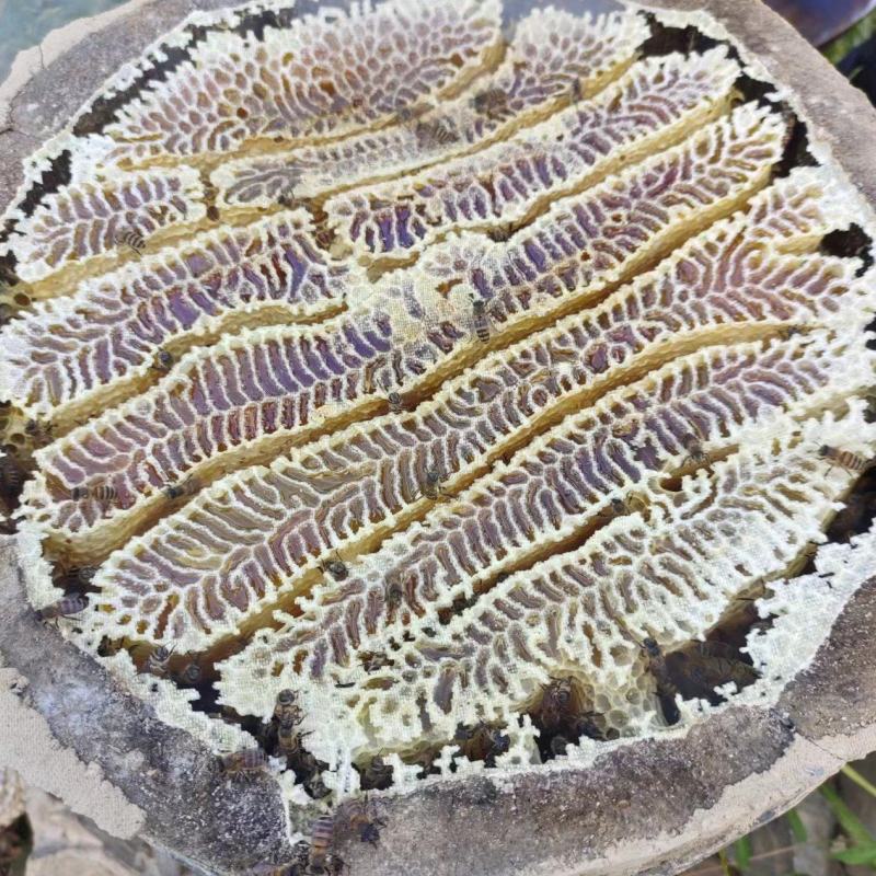 神农架高海拔一年只割一次的百花蜜