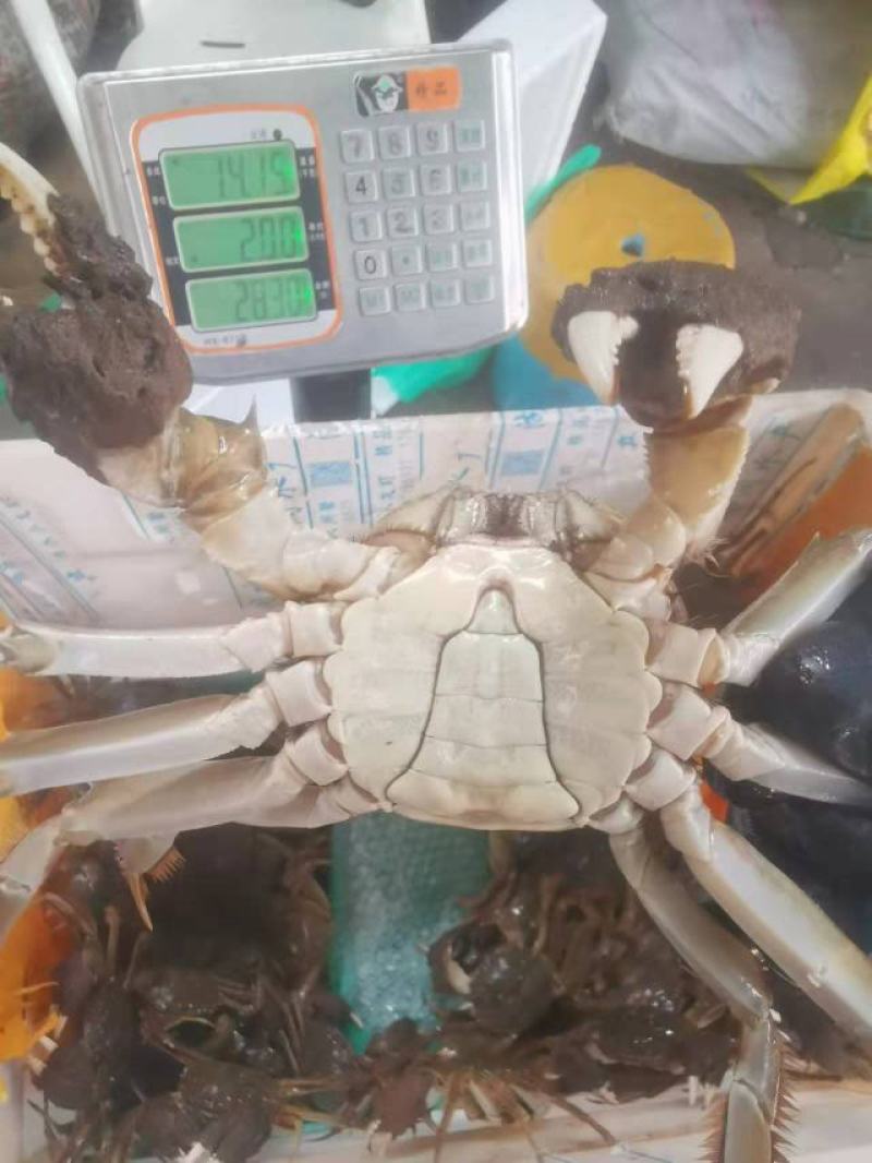 大公蟹-45公5公洪湖大闸蟹批发红膏河蟹毛蟹鲜活基地直供