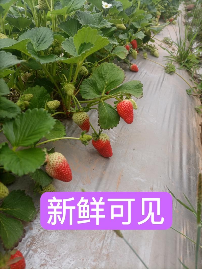 云南夏季草莓蒙特瑞双流草莓包邮到家加冰发货