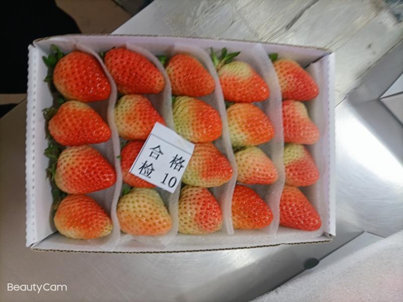 云南夏季草莓蒙特瑞双流草莓包邮到家加冰发货