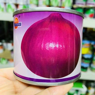 泰星紫冠紫皮洋葱种子中晚熟紫红皮洋葱种子，辣味中等