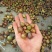大量供应油茶果，寒露果