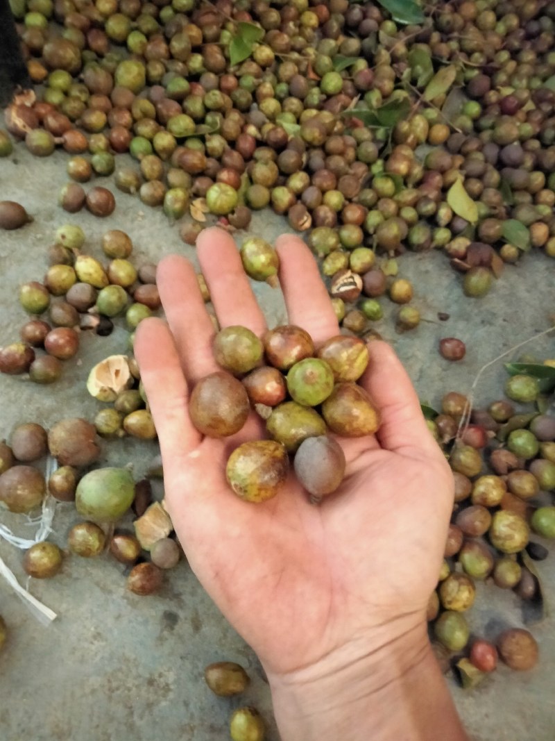 大量供应油茶果，寒露果
