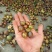 大量供应油茶果，寒露果