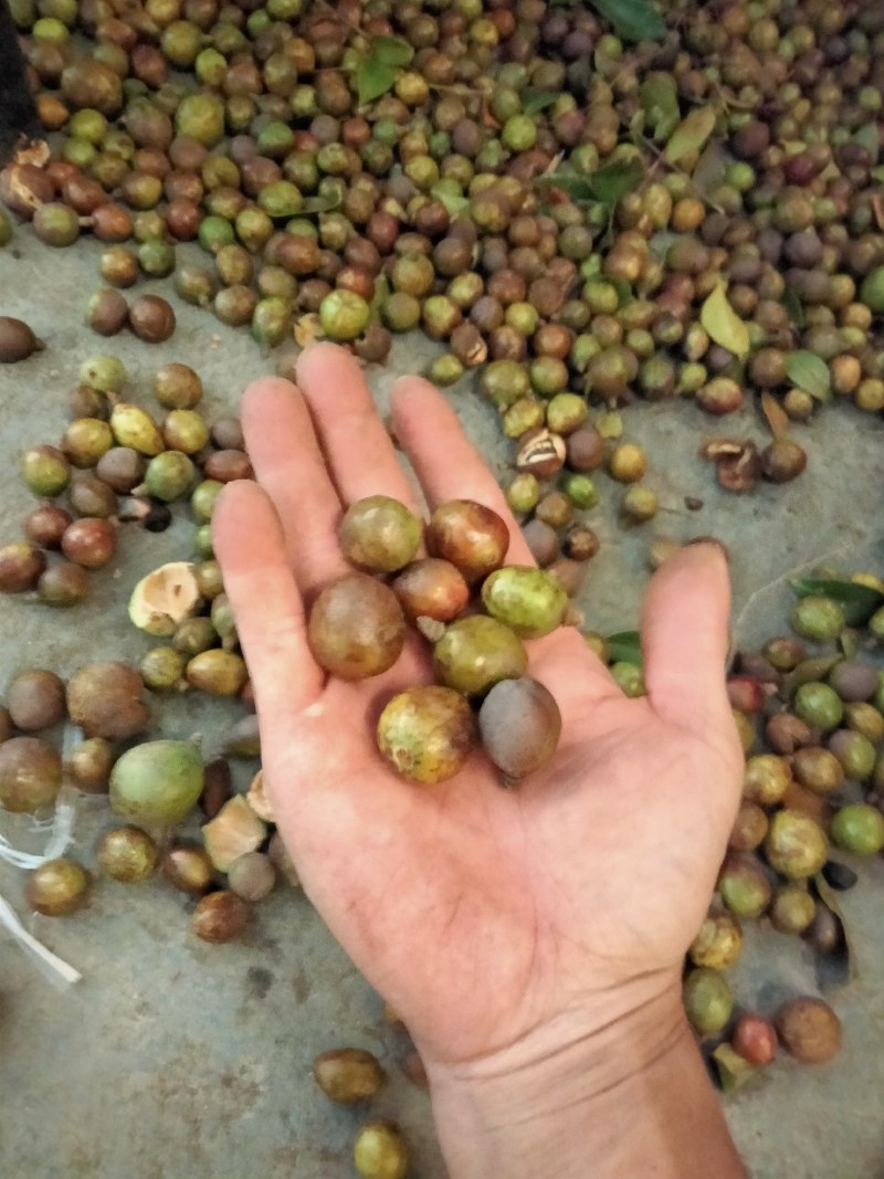 大量供应油茶果，寒露果