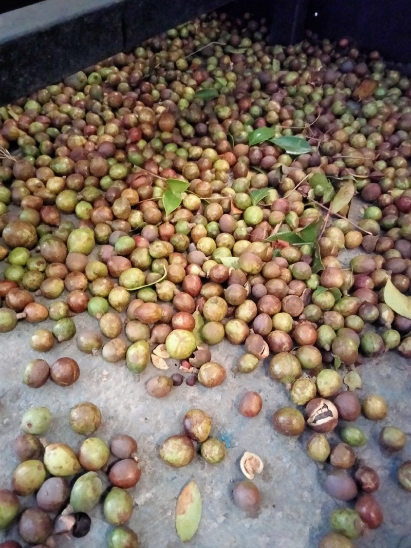大量供应油茶果，寒露果