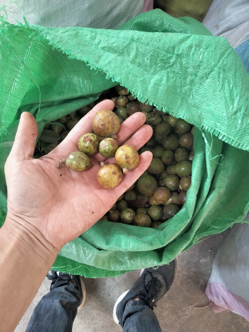 大量供应油茶果，寒露果