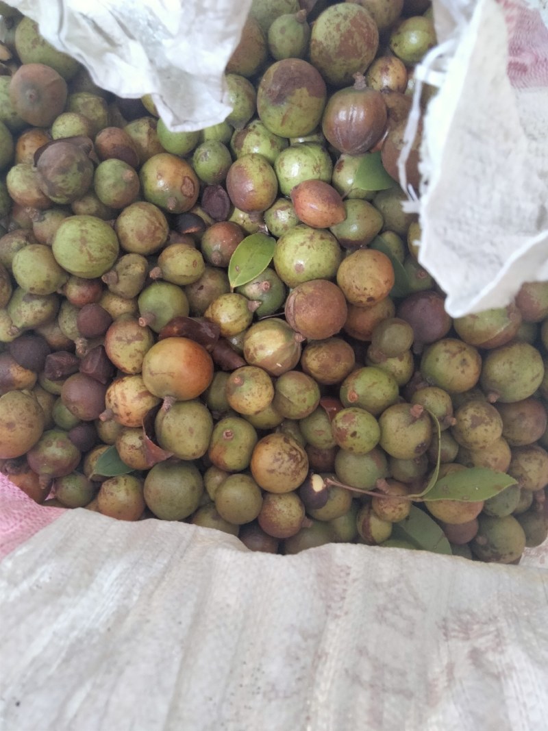 大量供应油茶果，寒露果