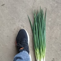 小葱，精加工新鲜本地干葱，不泡水