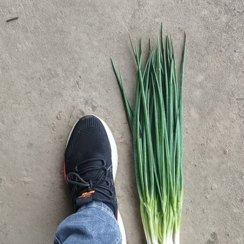 小葱，精加工新鲜本地干葱，不泡水