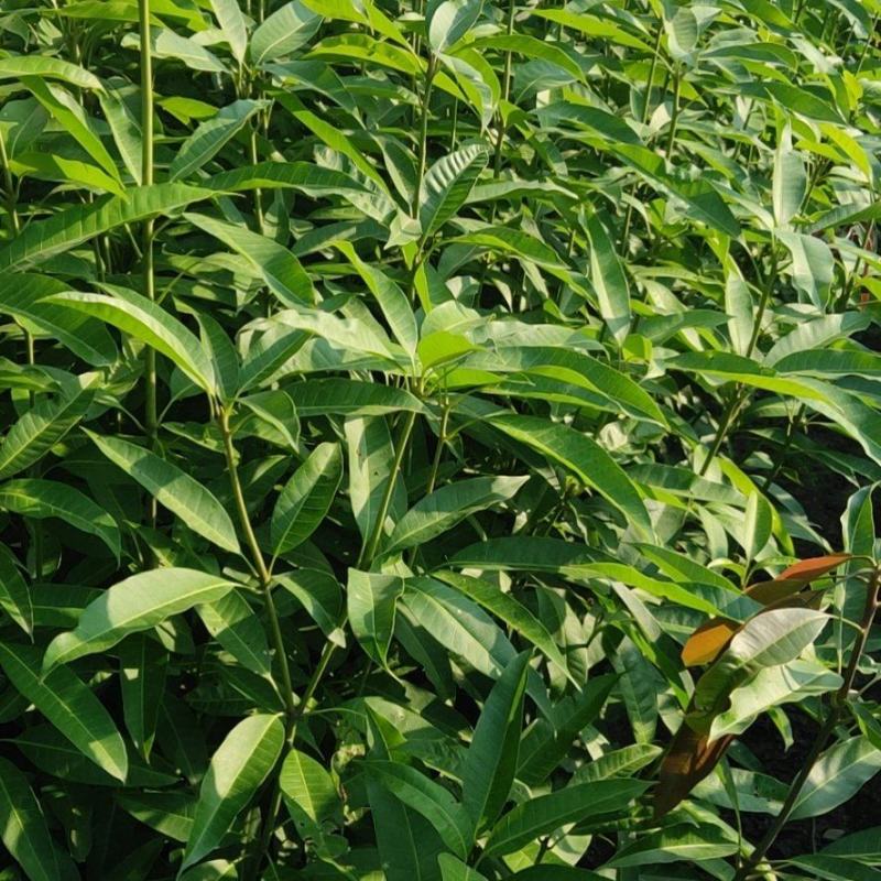 粗壮健康海南种子芒果实生杯苗