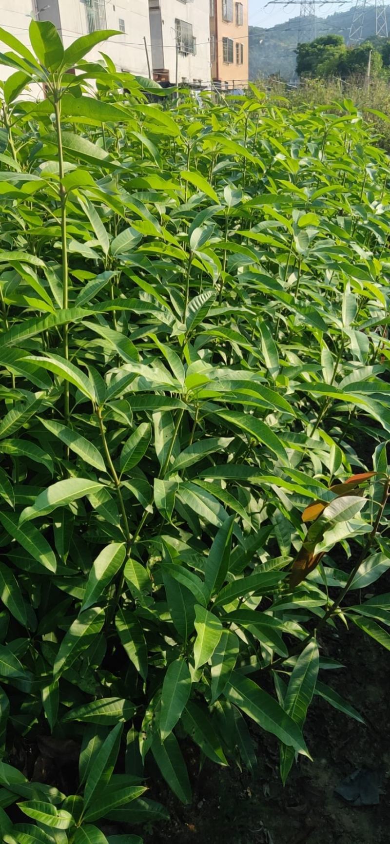 粗壮健康海南种子芒果实生杯苗
