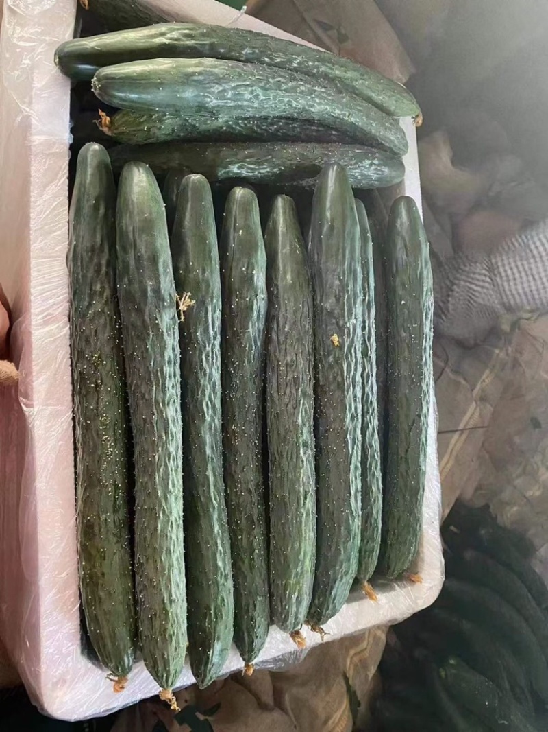 徐闻县青瓜大量上市