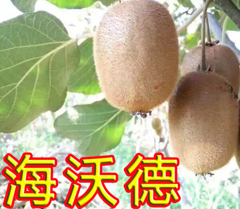 陕西绿心周至海沃德猕猴大量上市冷库商品果