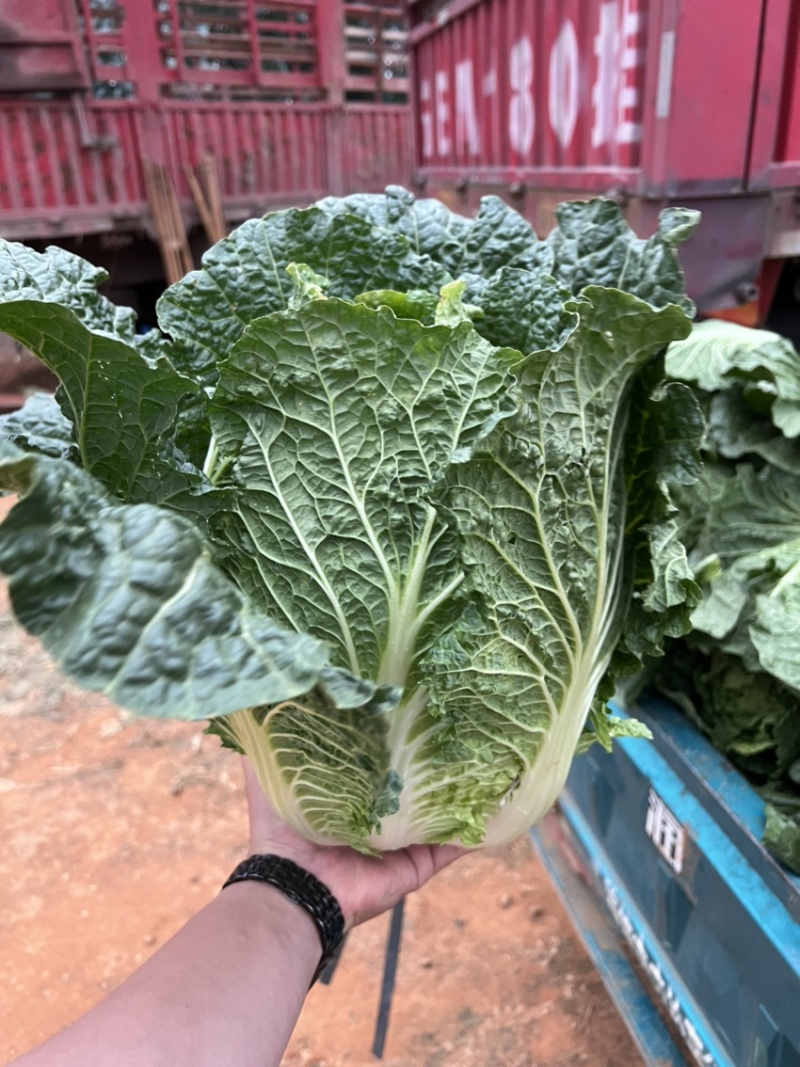 精品云南高原大白菜，货源充足，品质保证，产地直发，