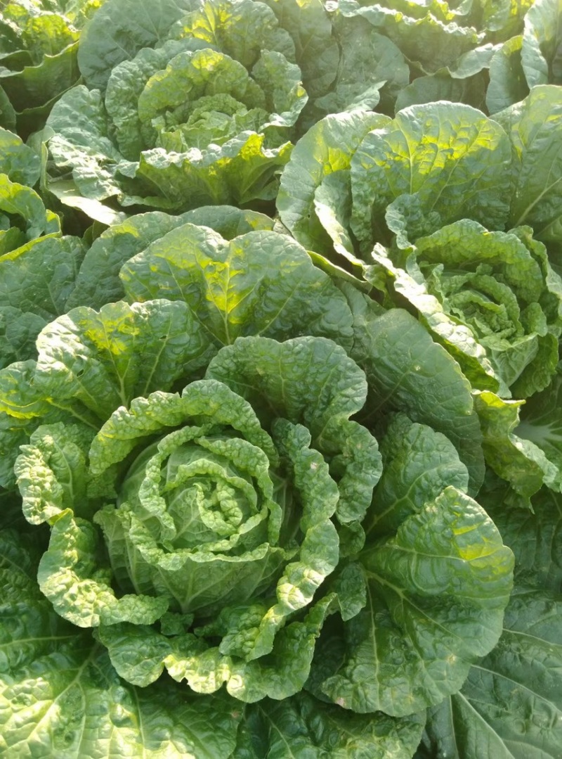 精品云南高原大白菜，货源充足，品质保证，产地直发，