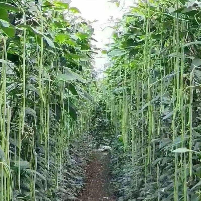 农旺得意豇豆种子高产长豆角蔬菜种四季播种长豆角农家荚肉厚