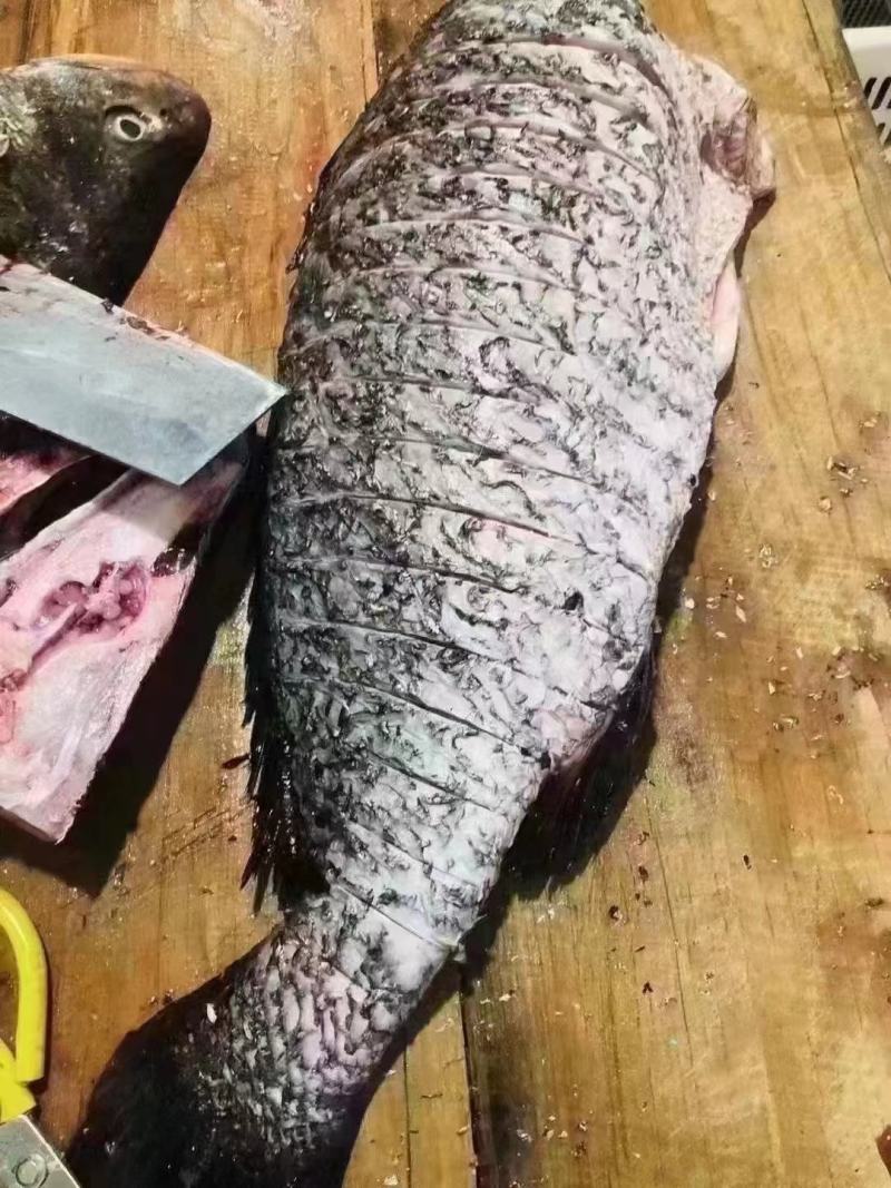 湛江赤嘴鳘鱼，原料和成品加工厂直批。包新鲜质量好