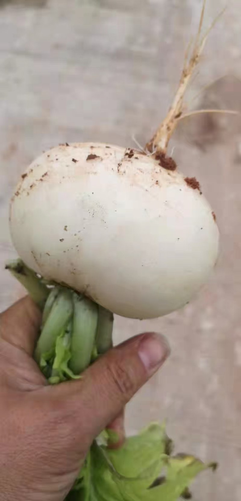 白萝卜