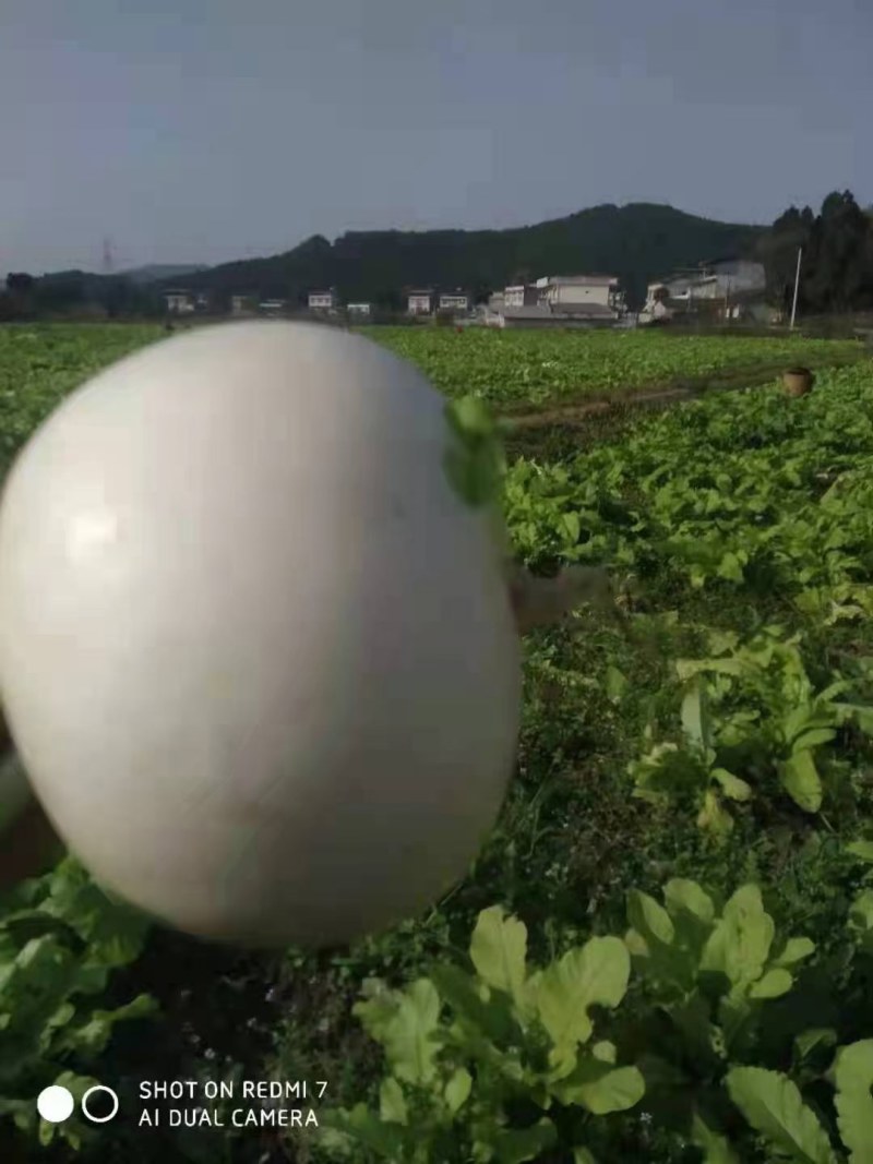 白萝卜