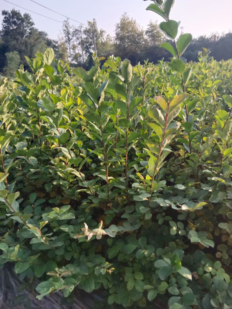 紫薇营养杯紫薇别名百日红高65厘米冠幅30厘