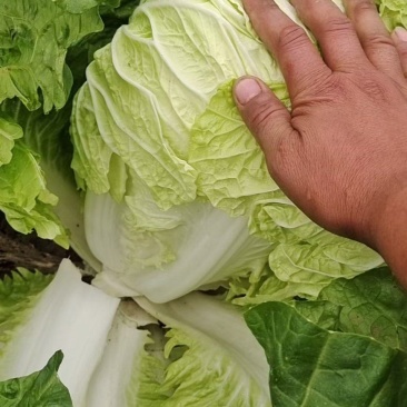 大白菜，黄心，净菜，大量有货，价格低，