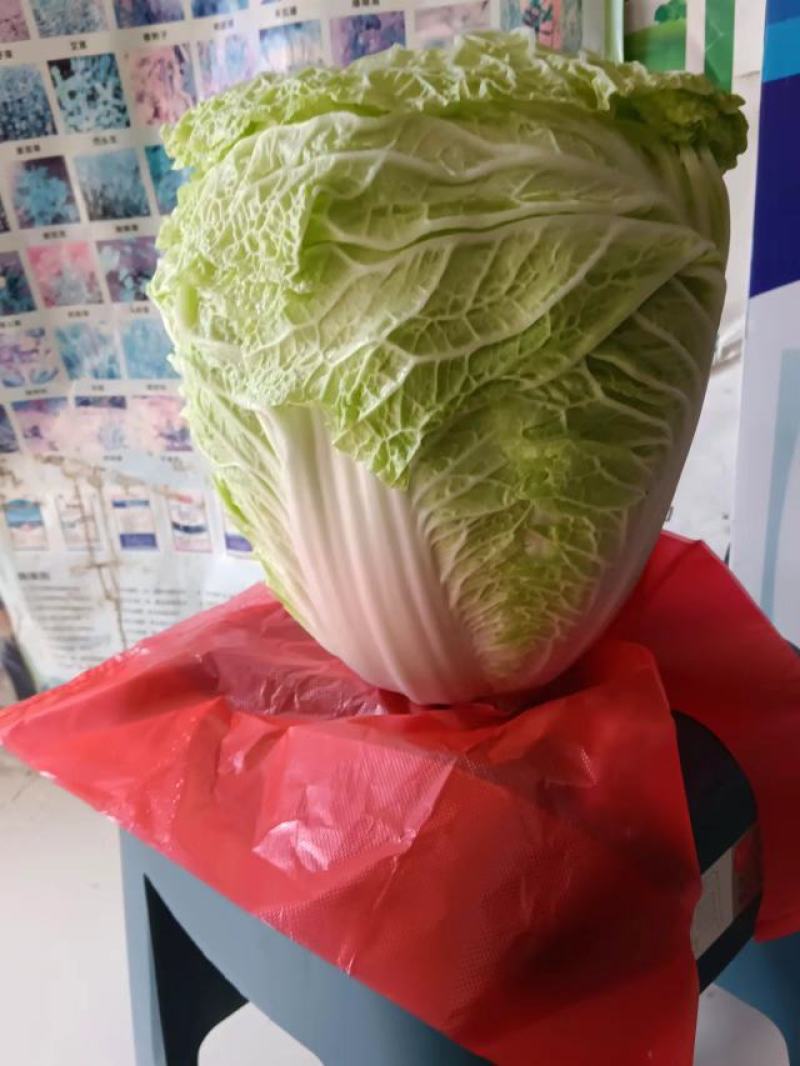 大白菜，黄心，净菜，大量有货，价格低，