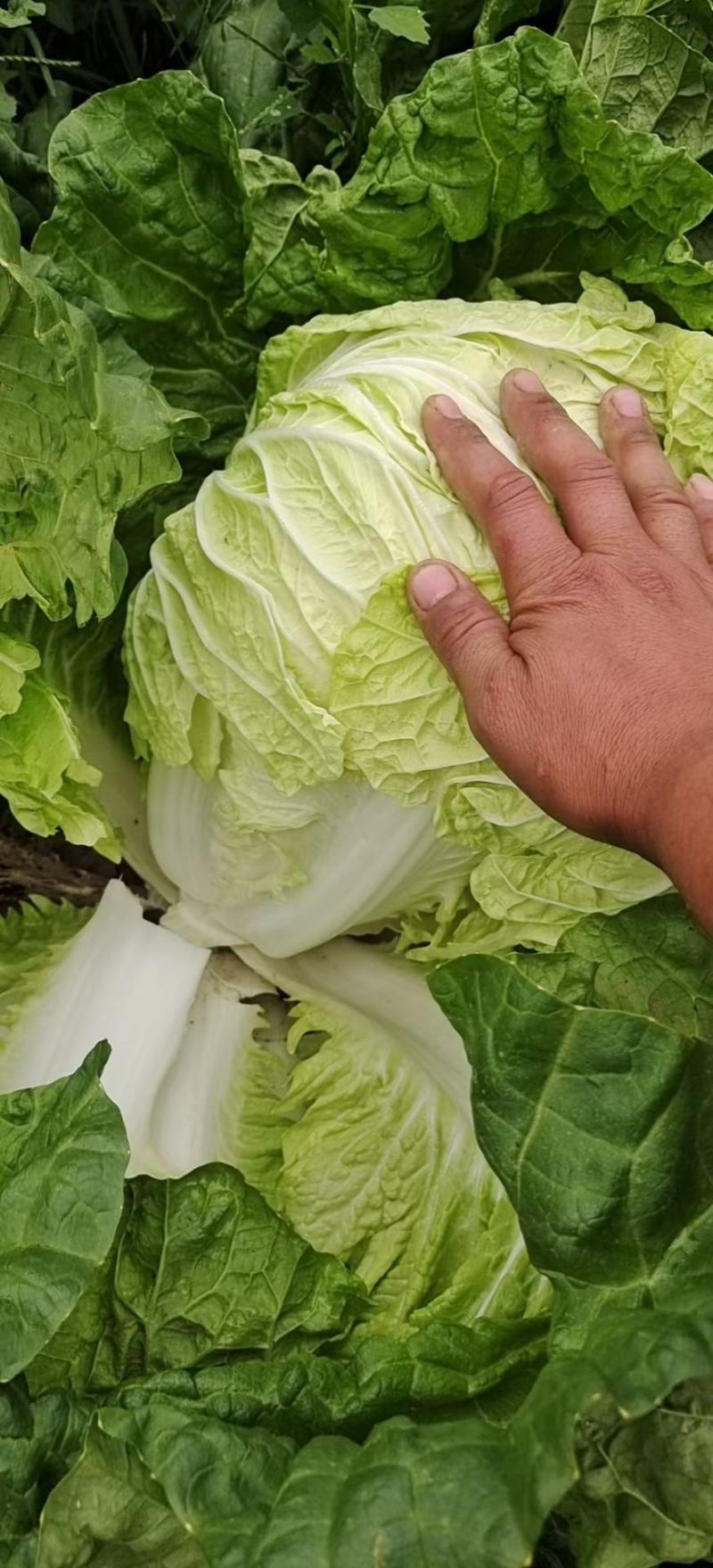 大白菜，黄心，净菜，大量有货，价格低，