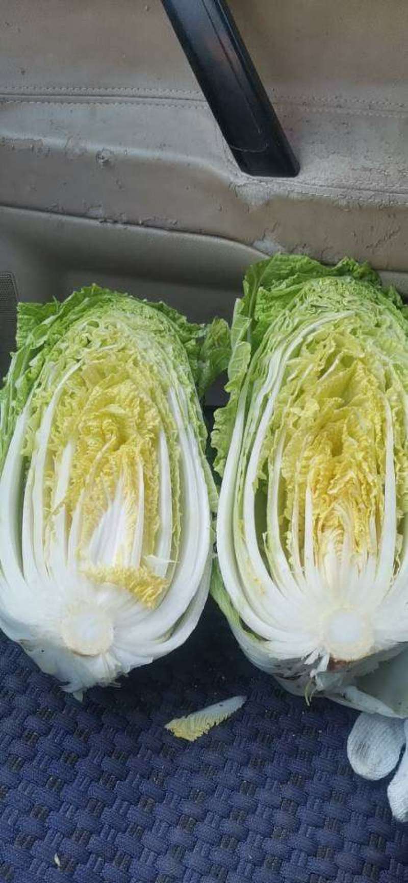 大白菜，黄心，净菜，大量有货，价格低，