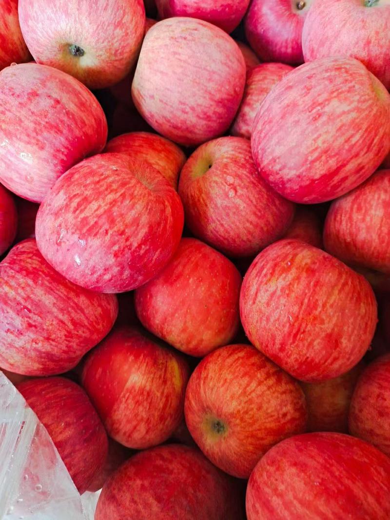 红富士苹果大量供应中山地种植口感脆甜多汁颜色靚丽