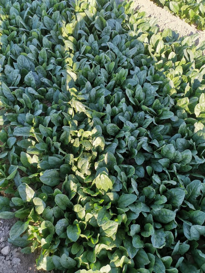 精品菠菜，大叶菠菜，商超，量大优惠，货发全国