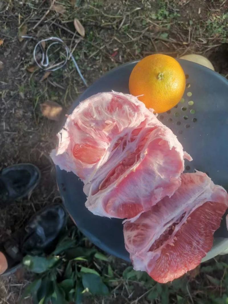 乐山红心柚大量上市中，常年供应，一手货源，可视频看货