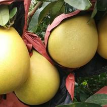 乐山红心柚大量上市中，常年供应，一手货源，可视频
