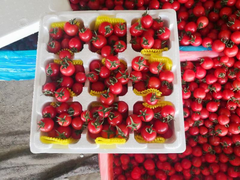 莘县千禧圣女果大量现货一手货源代发全国