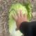 精品杠菜，大量上市，无虫，无腻，无烧心，