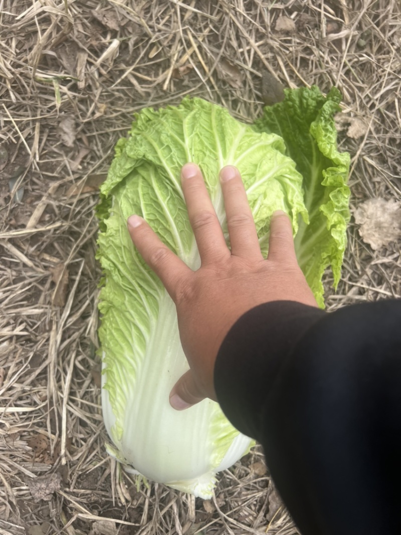 精品杠菜，大量上市，无虫，无腻，无烧心，