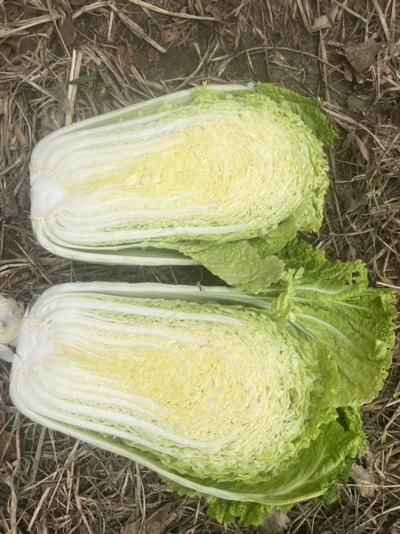 精品杠菜，大量上市，无虫，无腻，无烧心，