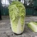 精品杠菜，大量上市，无虫，无腻，无烧心，