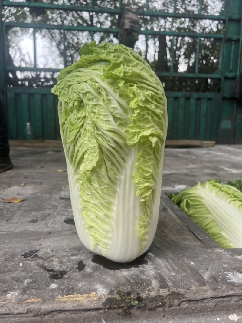 精品杠菜，大量上市，无虫，无腻，无烧心，