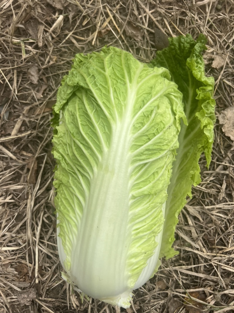 精品杠菜，大量上市，无虫，无腻，无烧心，
