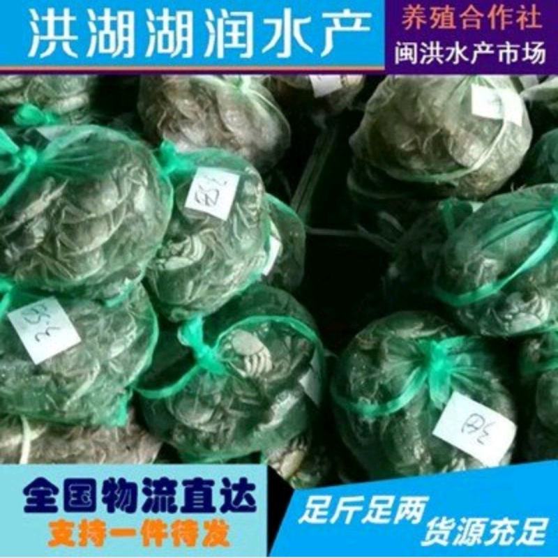 公蟹-大闸蟹精品洪湖河蟹毛蟹螃蟹全国发货一手货源